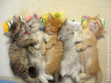 bunch-of-kitties.jpg
