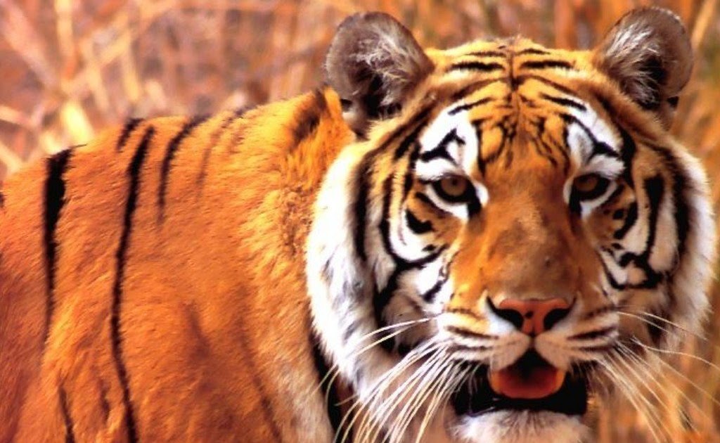 ᠌᠌᠌᠌᠌᠌᠌᠌ Felinos Gênero Panthera