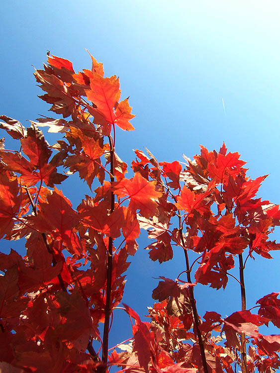 [fall_leaves_2.jpg]