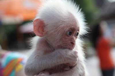 Baby Monkey Baby Monkey