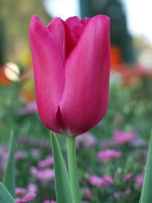Beautiful Flowers Beautiful Flowers