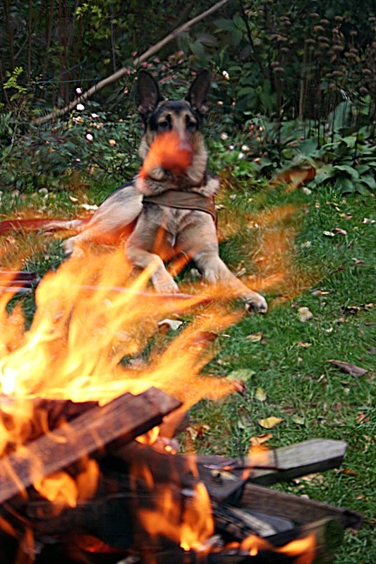 [Hund+in+Flammen.JPG]