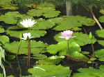 Water Lillies