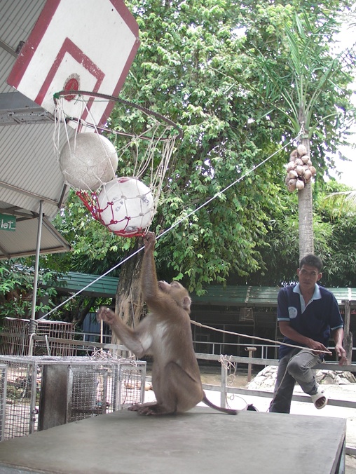 pictures of monkeys with guns. The Monkey Show is a; The Monkey Show is a pictures of monkeys with guns. pictures of monkeys with guns. The Monkey Show is a; The Monkey Show is a