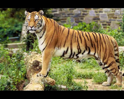 gambar_harimau_5