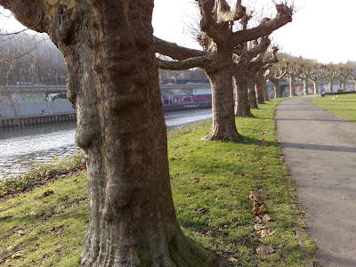 Row of trees path, promenade, shadows, trees