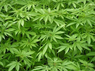 efectos de la marihuana. efectos de la marihuana. efectos de la marihuana.