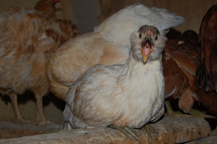 Manny, a young rooster