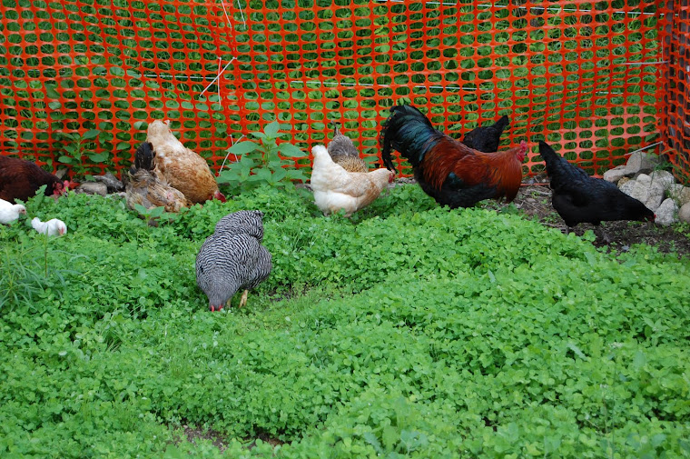 Chickens enjoying the clover