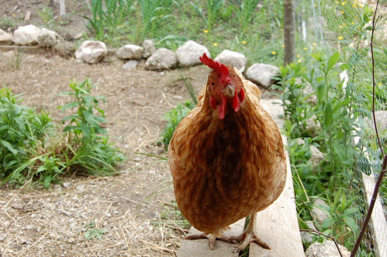 Henny, the pet chicken