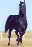 black horse