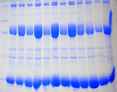 Sds+page+gel+voltage