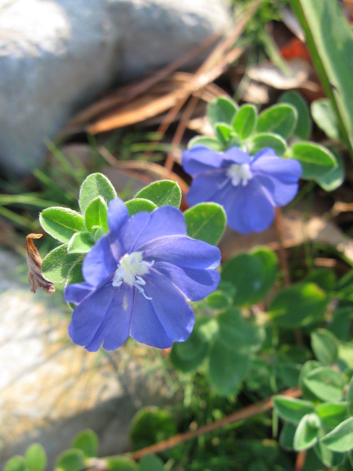 Tropical Texana GARDEN TRIALS RESULTS NEW PLANTS SUMMER Tropical Texana GARDEN TRIALS RESULTS NEW PLANTS SUMMER