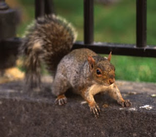 how much does cesar millan charge to your charles kelley chasing squirrels how much does cesar millan charge to your charles kelley chasing squirrels