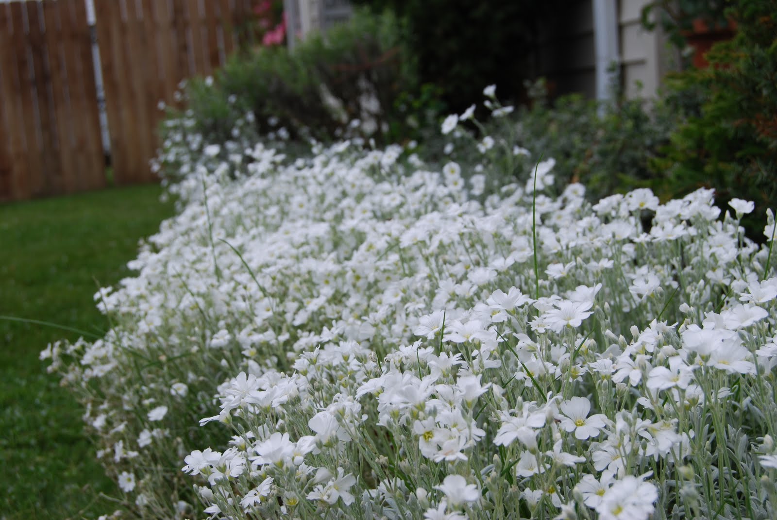 Chirp + Chatter Snow in Summer & Succulent Heaven