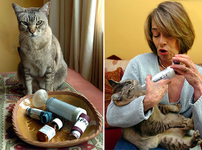 Jay Jay Eight & Family Cats on Steroids!!!!!