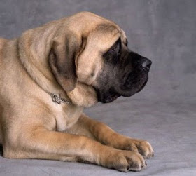 Evcildost Kopek Irklari Mastiff