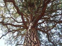 Westwood Tree