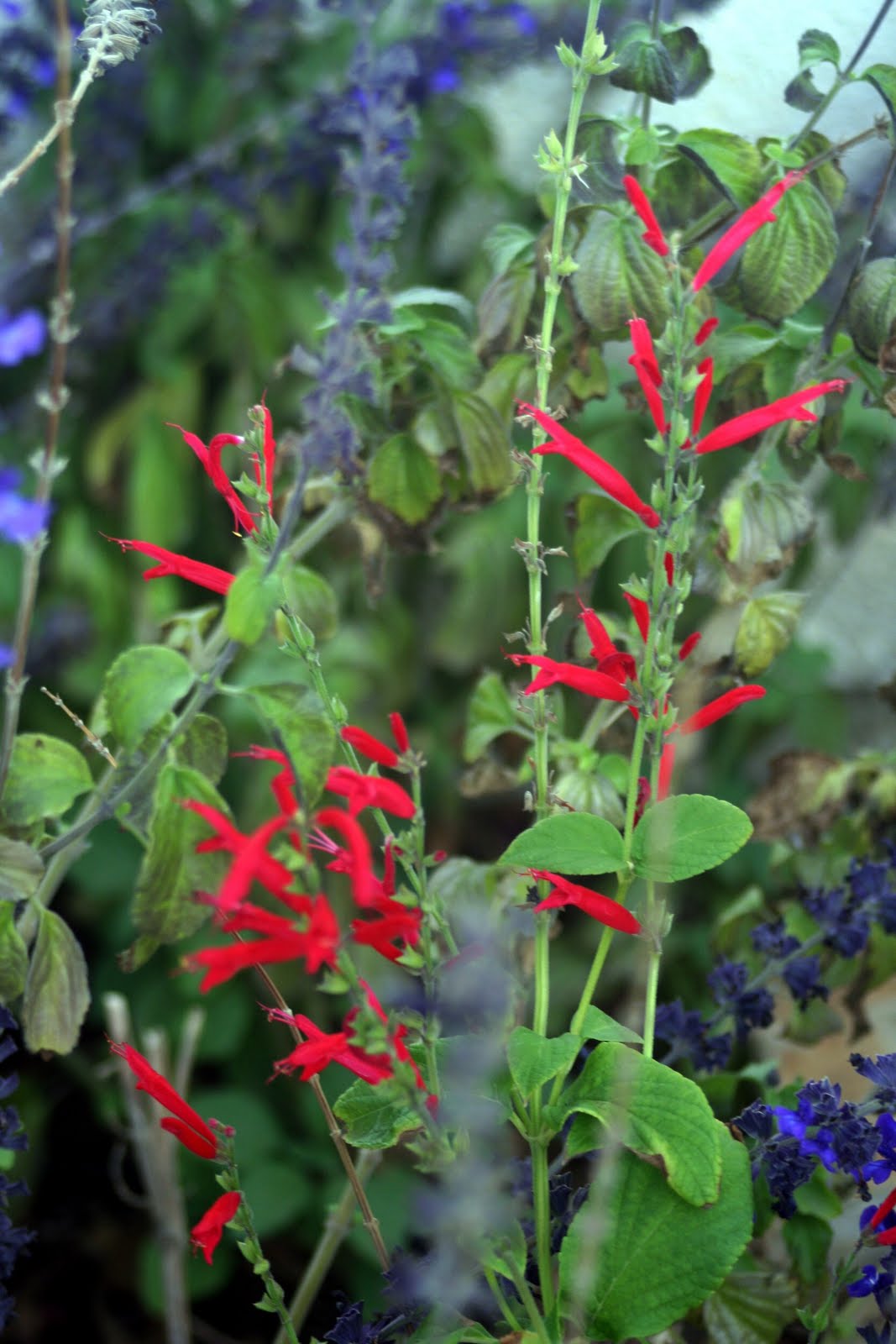 Calliandra Sierra Star