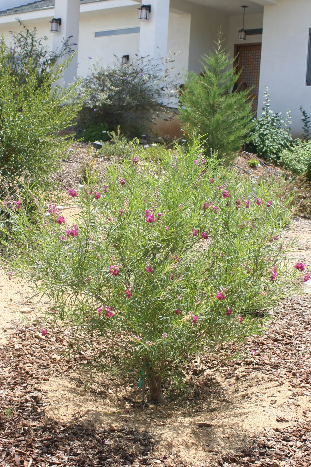 Desert Willow Park