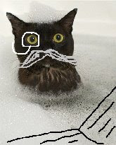 ask mr.cat in the bathtub