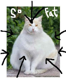 Cat so Fat