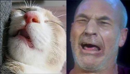 Picard Cat