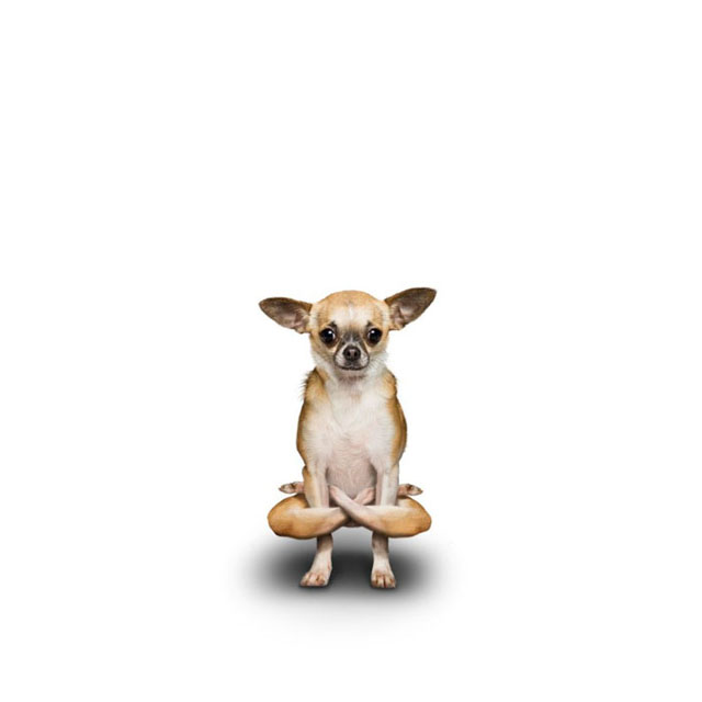 Yoga de cachorros Yoga de cachorros