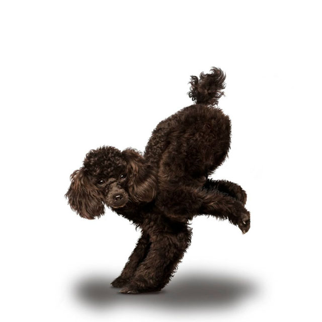 Yoga de cachorros Yoga de cachorros