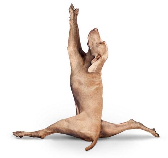 Yoga de cachorros