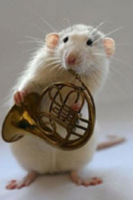Ratos músicos