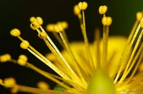 A vida através dos olhos de uma mosca