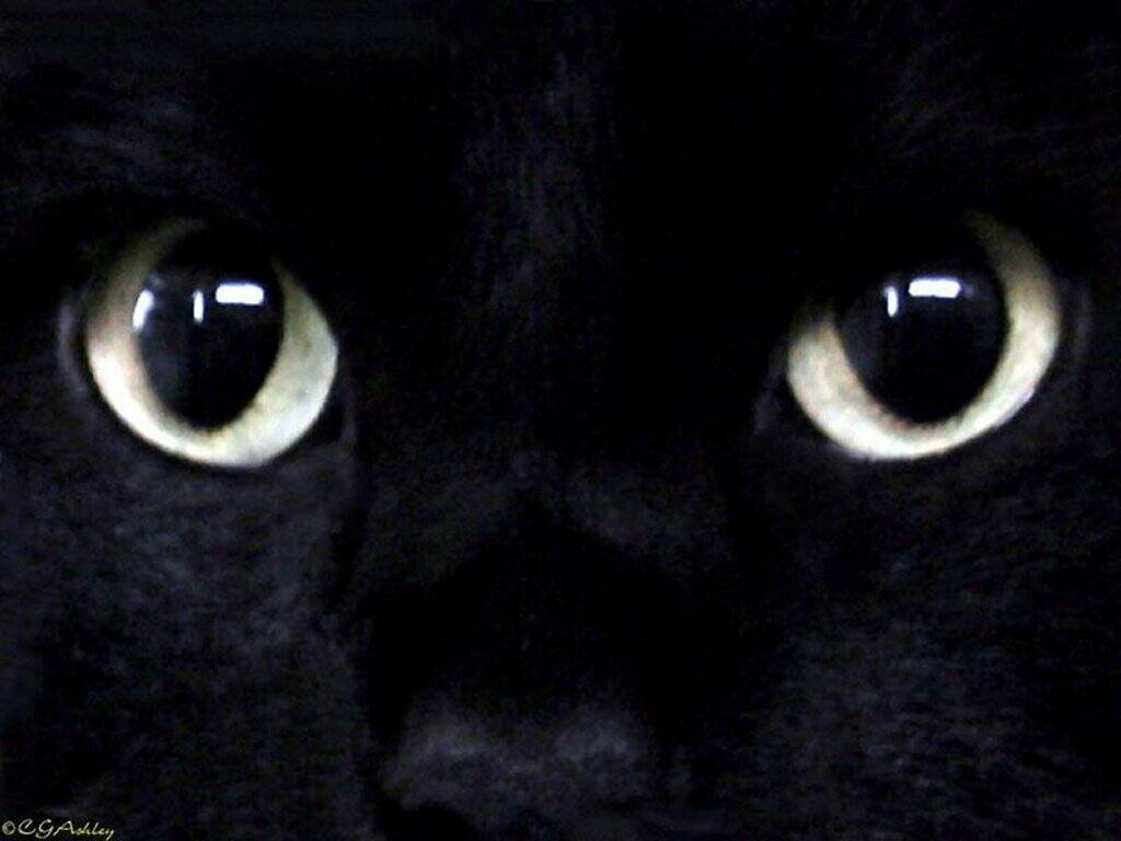 http://4.bp.blogspot.com/_sP5W3-9SZSc/TOj3-yM72HI/AAAAAAAAAaY/Yp-Gt7sado0/s1600/chat+noir.jpg