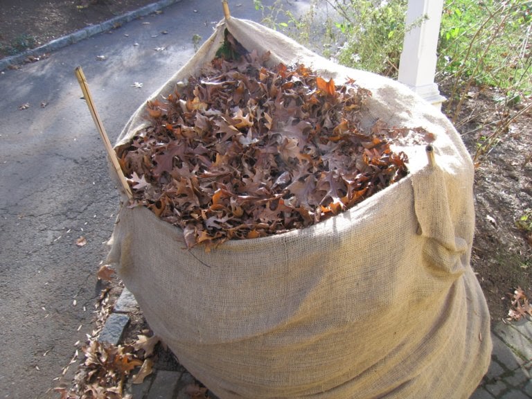 heirloom gardener Hydrangea Wrapped For Winter
