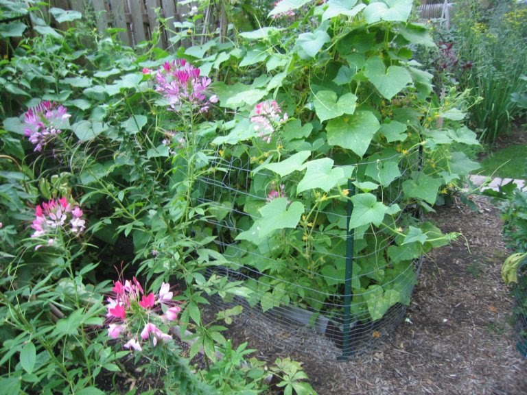 heirloom gardener: Vegetables and Herbs: How to Build ...