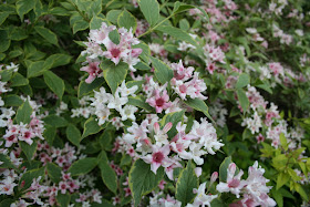 Heirloom Gardener Weigela Pink And White Spring Flowering Shrub