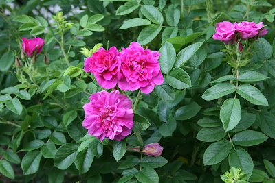 Rose Hansa