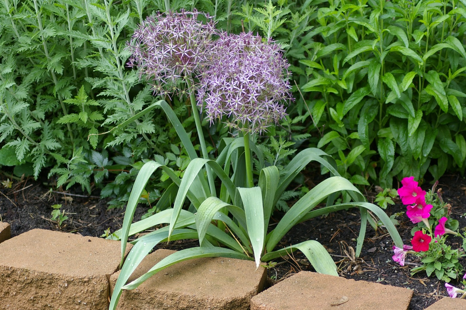 Great Bulbs and Perennials Alliums Gaining Garden Momentum