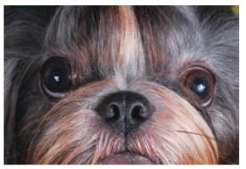 [shihtzu_olhos_errado2.jpg]