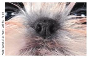 [shihtzu_nariz_certo.jpg]