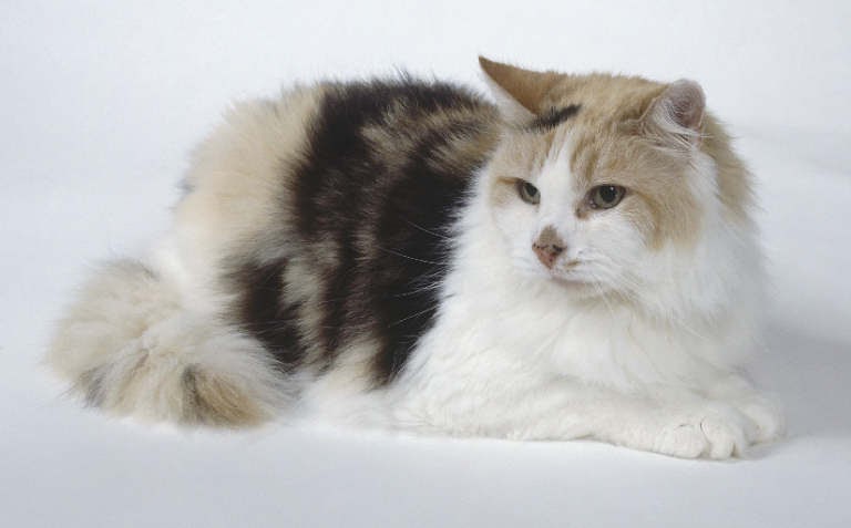 Kitty Cat Meow: Non-pedigree Cats - Longhaired Cats