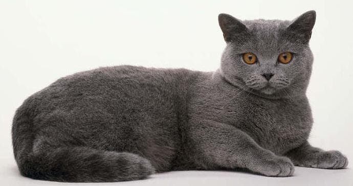 Kitty Cat Meow British Blue Shorthair Shorthaired Cats