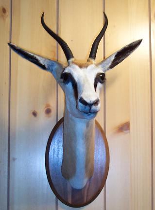 [Springbok08312009.JPG]