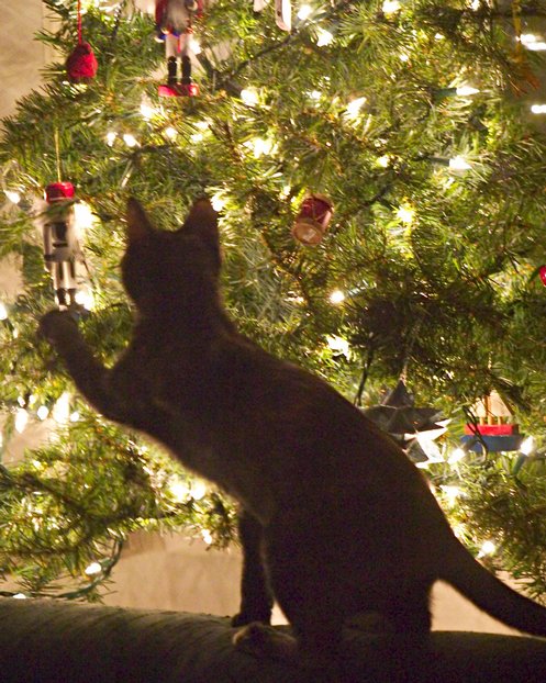 [ChristmasTreeCat-m.jpg]