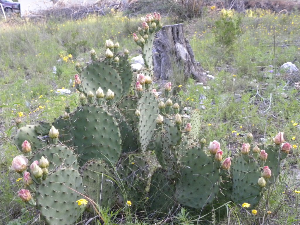 Diane's Texas Garden Blooming Cactus