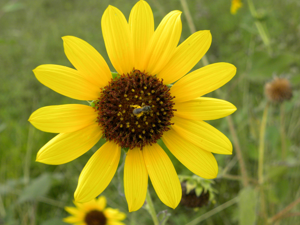Diane's Texas Garden Wild Sunflowers