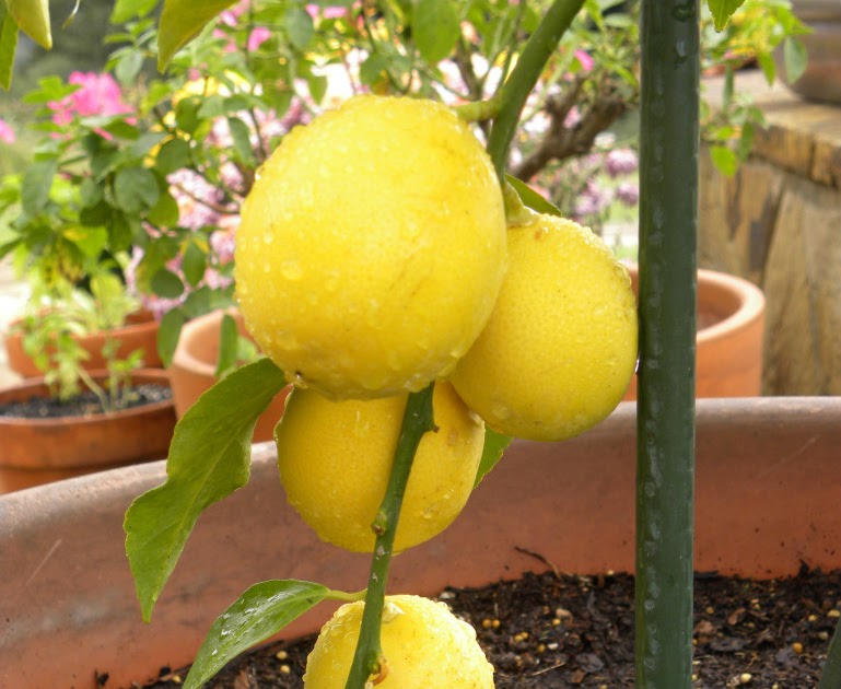 Diane's Texas Garden Preserved Lemons