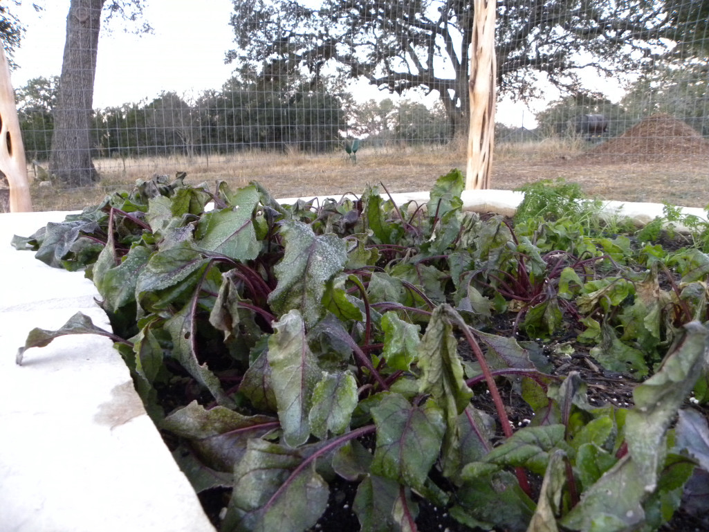 Diane's Texas Garden First Hard Freeze