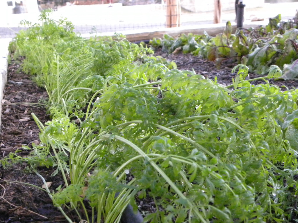 Diane's Texas Garden First Hard Freeze