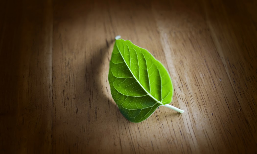 Botany Club ? WHAT IS BOTANY